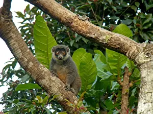 Africa Animal Conservation Drucke: Mongoose lemur, Eulemur mongoz