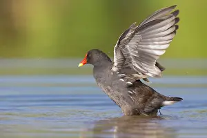 Birds With Spread Wings Drucke: Moorhen