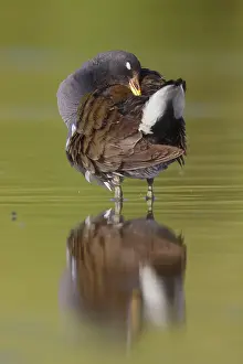 Common Moorhen Drucke: Moorhen preening