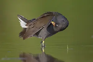 Moorhen Bird Drucke: Moorhen preening