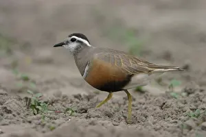 Eurasian Dotterel Drucke: Morinelplevier, Eurasian Dotterel, Charadrius morinellus