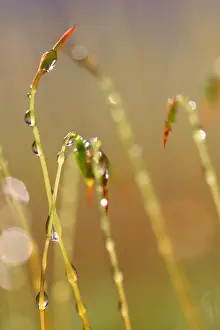 Close Up Plant Detail Drucke: Mos, Moss