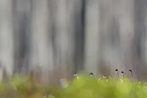 Europe Flora Drucke: Mos, Moss