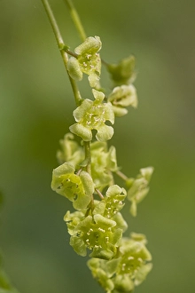 Dutch Spring Blooms Drucke: Mountain Currant blossom