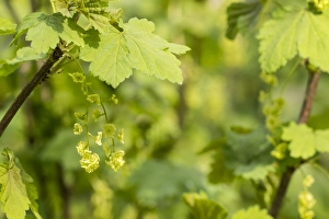 Green Spring Foliage Drucke: Mountain Currant blossom