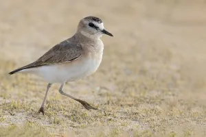 Wildlife In The Mountains Drucke: Mountain Plover, Charadrius montanus