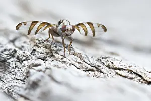 Juli Drucke: Myennis octopunctata