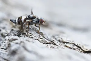 Baden Wurttemberg Fauna Drucke: Myennis octopunctata