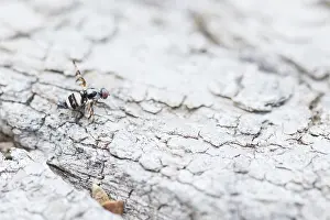 Juli Drucke: Myennis octopunctata