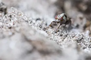 Baden Wurttemberg Fauna Drucke: Myennis octopunctata