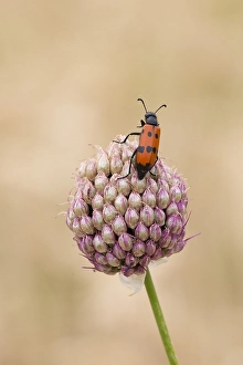 Close Up Insect Photos Drucke: Mylabris quadripunctata