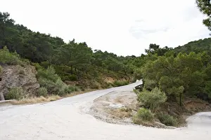 Pine Tree Scenery Europe Drucke: Naaldbos, Pine forest