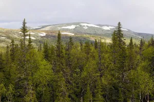 Russian Mountains Drucke: Naaldbos, Pine forest
