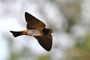 Wildlife In Namibia Drucke: in Namibia