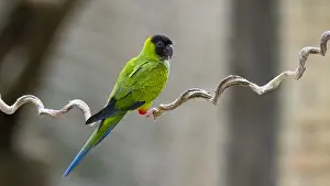 Brazilian Wildlife Pictures Drucke: Nanday Parakeet, Aratinga nenday