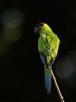 Brazilian Nature Photography Drucke: Nanday Parakeet (Aratinga nenday)