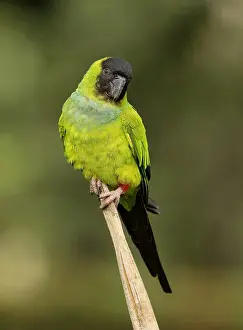 Brazilian Wildlife Images Drucke: Nanday Parakeet (Aratinga nenday)