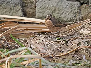 Thrush Bird Species Drucke: Naumann's Thrush