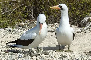 Nazca-Tropikvogel, Sula granti