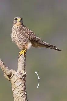Wildlife In Africa Drucke: Neglected Kestrel