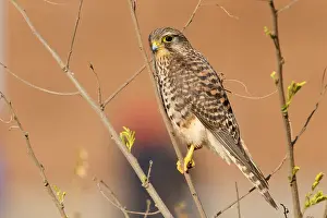 African Raptors Drucke: Neglected Kestrel