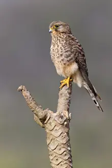 Wildlife In Africa Drucke: Neglected Kestrel