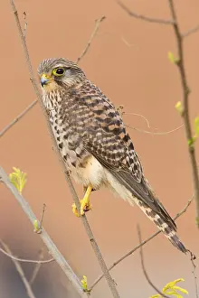 African Raptors Drucke: Neglected Kestrel