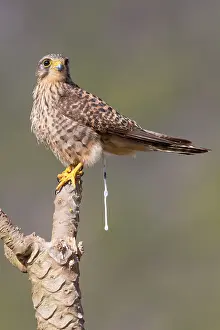 Bilder Datiert 27. März 2015: Verlassener Kauz.