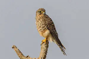 African Raptors Drucke: Neglected Kestrel