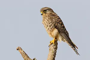 Wildlife In Africa Drucke: Neglected Kestrel