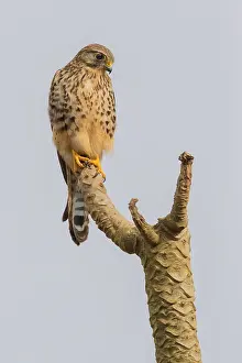Wildlife In Africa Drucke: Neglected Kestrel
