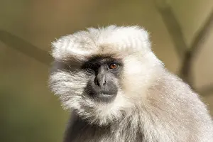 Asian Mammal Species Drucke: Nepal Gray Langur, Semnopithecus schistaceus
