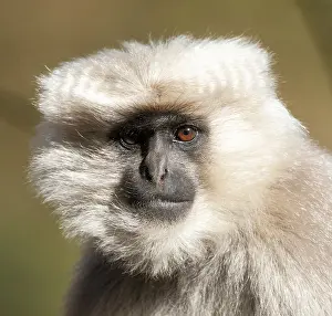 Asian Mammal Species Drucke: Nepal Grey Langur, Semnopithecus schistaceus
