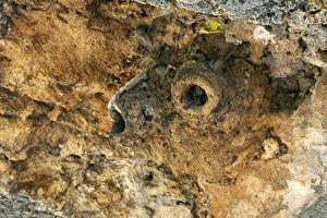 Bilder Datiert 14. Mai 2010: Ostrocknussbaumwürger