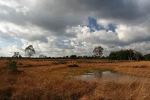 Holland Landscape Photography Drucke: Neterselsche heide