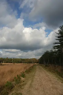 Gerahmter Druck : Neterselsche Heide