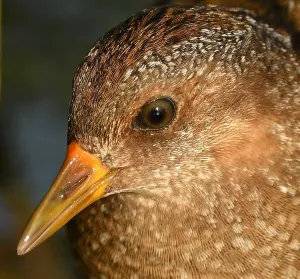Niederlande, Spotted Crake, August.