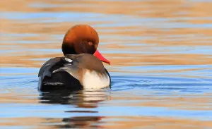 January Bird Sightings Drucke: Netta rufina