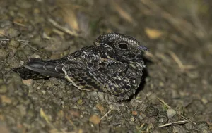 November Drucke: Kleinflughornvogel, Chordeiles pusillus
