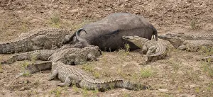 Kruger National Park Animals Drucke: Nile Crocodiles