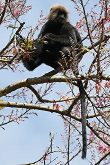 Bilder Datiert 27. Februar 2016: Nilgirilangur, Semnopithecus johnii
