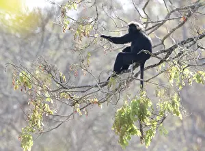 Indian Wildlife Photography Tour Drucke: Nilgiri langur, Semnopithecus johnii