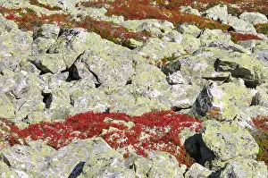 Scandinavia Mountain Scenery Drucke: Nipfjellet