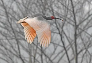 China Wildlife Conservation Drucke: Nipponia nippon