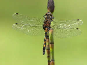 Bilder Datiert 10. Mai 2015: Noordse witsnuitlibel, Ruby Whiteface, Leucorrhinia rubicunda