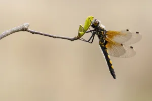 Mai Drucke: Noordse witsnuitlibel, Ruby Whiteface, Leucorrhinia rubicunda