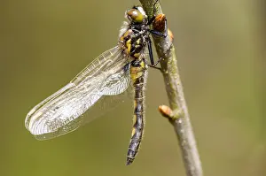 Odonata Species Europe Drucke: Noordse witsnuitlibel, Ruby Whiteface, Leucorrhinia rubicunda