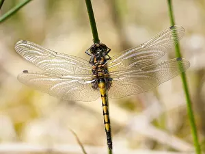 Bilder Datiert 19. Mai 2012: Nordische Wiesenlibelle, Ruby Whiteface, Leucorrhinia rubicunda