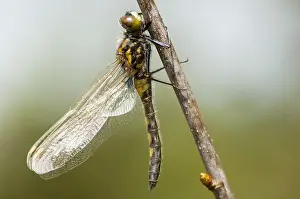 Nordische Wiesenlibelle, Ruby Whiteface, Leucorrhinia rubicunda