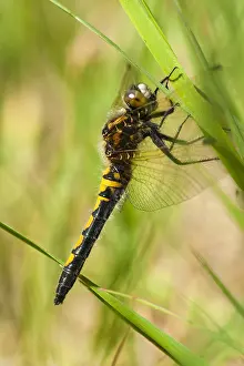 Bilder Datiert 8. Juni 2013: Nordische Wiesenlibelle, Ruby Whiteface, Leucorrhinia rubicunda